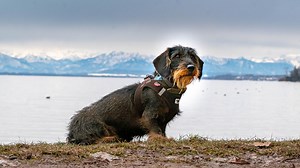 Dackel: Schmidt Max und der Dackel
