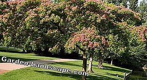 Soins de jardin: 5 Astuces pour la protection des plantes contre le gel au printemps | 2025