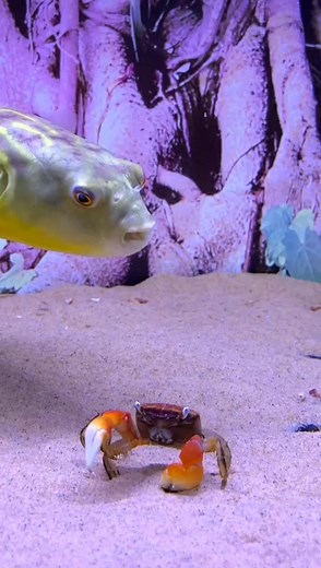 Fish House 🐟 🐠 . . . #love #fishing #pet #cute #aquarium #fish #golden #goldenfish #beautiful #pets #usa #america #monster #UFO #seaworldmime | Golden Fish