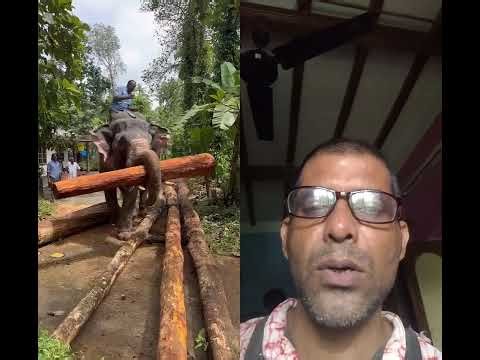 Lifting of wood log 🪵 by the elephant 🐘🐘.
