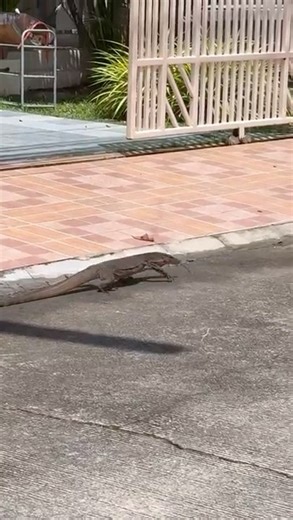 Asian dragon water monitor !