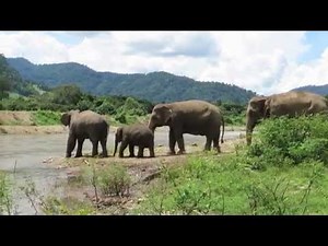 Elephant Mother Trumpets to Call Her Baby