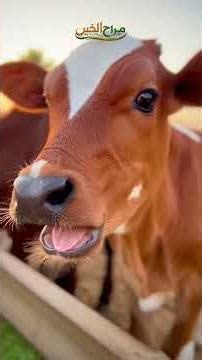 You bought an expensive breed calf and it's losing money... The problem starts days before the bi...