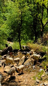 #reel #trending | Nature Explore
