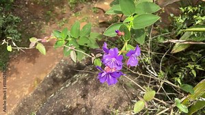 Pleroma urvilleanum, sinônimo Tibouchina urvilleana, é uma espécie de planta com flor da família Melastomataceae, nativa do Brasil.
