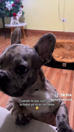 Momento Tierno con mi French Bulldog