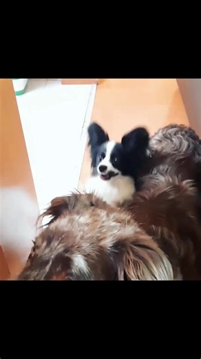 51 reactions | How cute❤️殺 | Papillon Family | Facebook