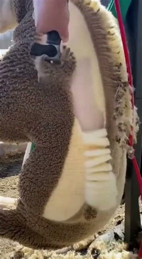 Sheep Enters Shearing Machine… The Wool Comes Off PERFECTLY 😳🐑