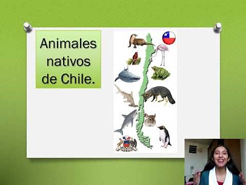 Animales nativos de Chile