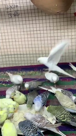 Day- 325 boil rice 🍚 #birdcare #birdbreeding #petbirds #birdfood #budgielovers #budgies #birdlife