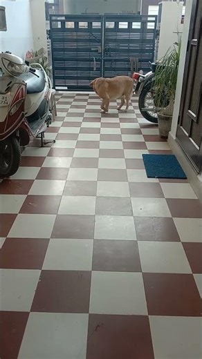 Watch command 🐶🐶| #labrador #ricky #trending #love #labrador