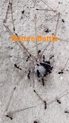 Ants vs Spider… who wins?” 🐜🕷️#NatureBliss #Insects #SpiderVsAnts #youtubeshorts