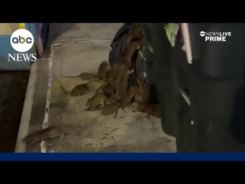 Scientists decode the secret language of New York rats: “They’re just kind of screaming to each other”