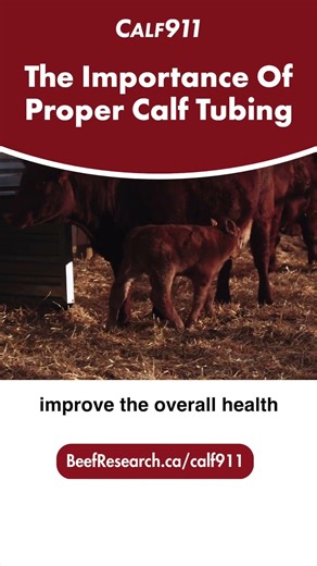 Proper calf tube feeding is important #calf911