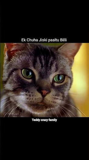 Movie stuart little (1999)