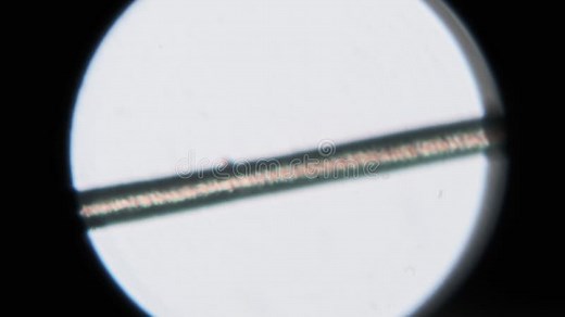 Single Human Hair Under a Microscope Magnification Stock Video - Video of science, structure: 292383165