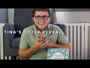 Tina's F1B Cavapoo Puppies | Litter Reveal!