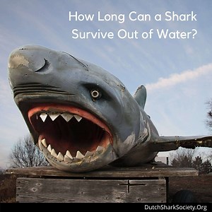 How Long Can a Shark Survive Out of Water? - Dutch Shark Society