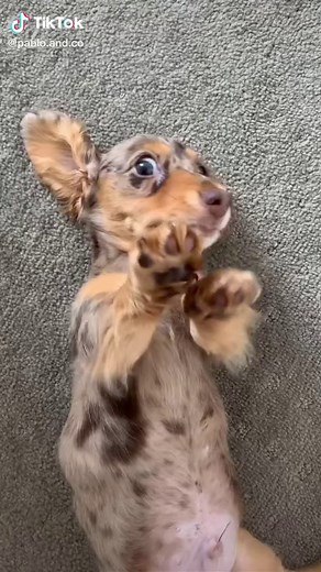 Adorable Wiener Dogs Compilation