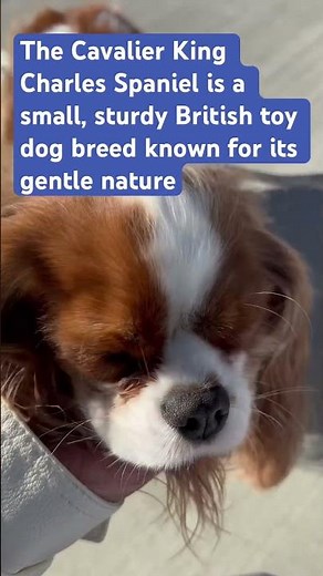 Get Ready to Fall in Love with Cavalier King Charles Spaniels