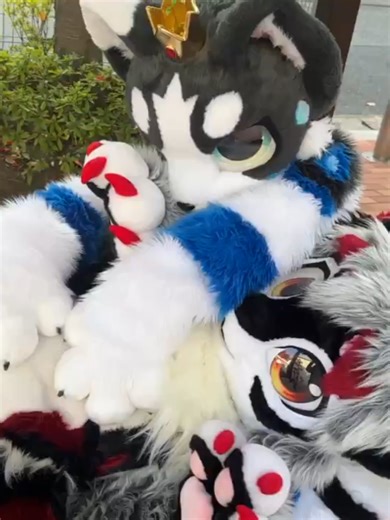 龙兽人宠物撒娇被猫咪兽人按倒在地上揉毛茸茸大肚子玩游戏The dragon-humanoid pet, while being affectionate, was pinned down by a cat-humanoid and had its fluffy belly rubbed during playtime.#fursuit #furry #plush #quadsuit #fursona #satisfyingvideo #toy #funny #ornaments #dog #creative #cute #foryourpage #pet #tiktok #tiktokmademebuyit #cat #viral #laugh #fyp