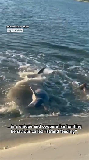 True teamwork is at play 🐬