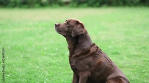 A Labrador dog catches a treat in slow motion