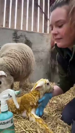 Using NoBACZ to Protect Lambs from Infection