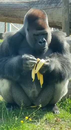 Gorilla About to Eat His Banana... You Won't Believe the Ending! 🍌😱 Gorilla settles in for a peaceful banana snack... You Won't Believe the Ending! 🍌🤯 In this viral 2025 moment, witness one of the most frustrating animal reactions ever caught on camera. Watch as a silverback gorilla shows incredible personality (and total annoyance) after a cheeky bird swoops in during his treat time. Did that bird really just steal it?! 😤 This clip perfectly captures primate intelligence and hilarious wild