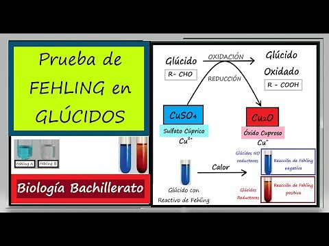 Fehling's reaction in carbohydrates. BACCALAUREATE BIOLOGY.