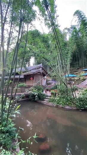 Shunan Bamboo Sea in Southern Sichuan China #nature #bamboo #china shorts 4