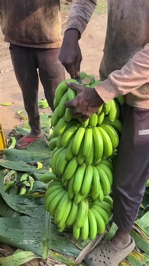 Satisfyingly Tree Chopping #treechopping #asmr #asmrsounds