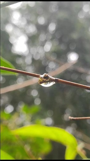 Mobile Photography Tricks 🔥 | #mobilephotography