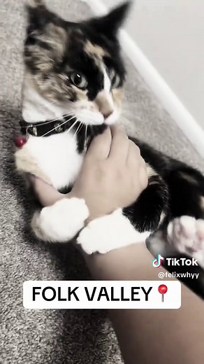 Vicious Cat in Folk Valley — Stay Alert Around Local Cats
