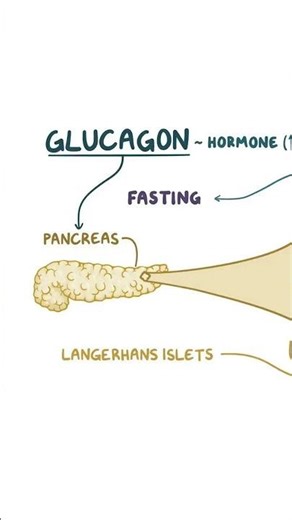 Pancreas, Insulin and Glucagon