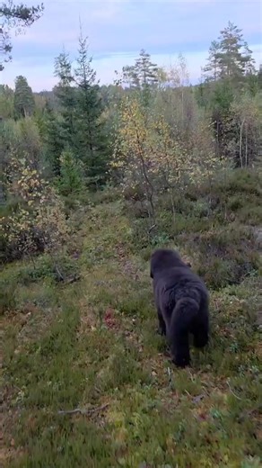 Newfoundland | Newfoundland