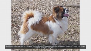 Effective Training Tips for Your Tibetan Spaniel
