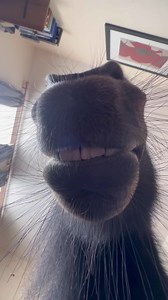 ❤️ Careless whisper ❤️ | The Adventures Of Patrick The Pony