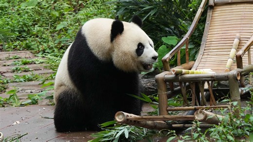 Back from the Netherlands, panda Fan Xing is a food critic with a unique way of eating. Join us for a peek into her cozy, chill daily life! #panda #LifeOfReturneePandas #CCRCGP #FriendshipMessenger #PandaLife For more panda information, please check out: https://en.ipanda.com | iPanda