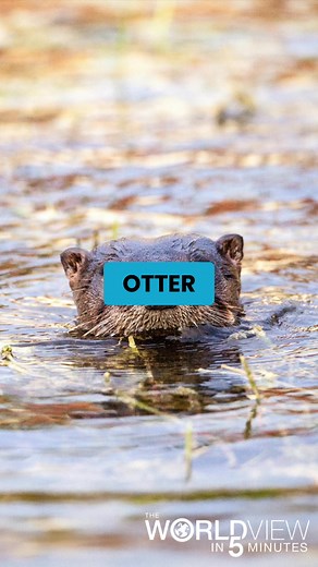Florida's Rescue Otter Listen to Today's Full Episode Here: https://generations.org/tabs/media/podcasts/40850/episodes/217 | Generations