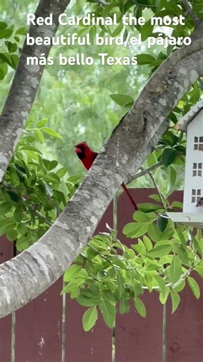 The Cardinal came to my back yard #best#birds#rgv#texas#nature#vidasilvestre% #americanbirds#👀👍🎥