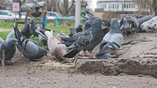Gray urban common pigeon in a crowd of eating birds in the street close-up
