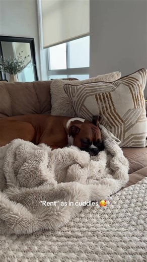 Boxer Dog Comedy: Rent, Job, and Cuddles