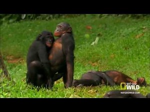 Wild Wives of Africa Bonobo Love -