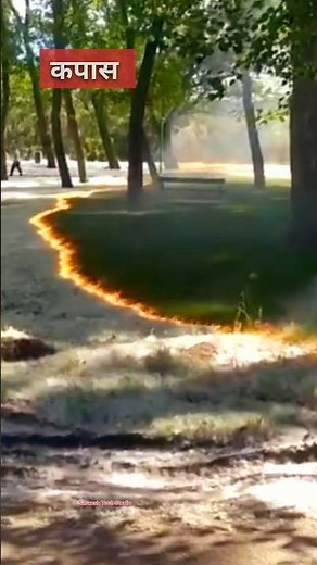 Cottonwood Fluff Burning 🔥 | #shorts #fire