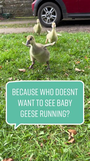 Baby Goose Running: Adorable Glen the Goose Goslings