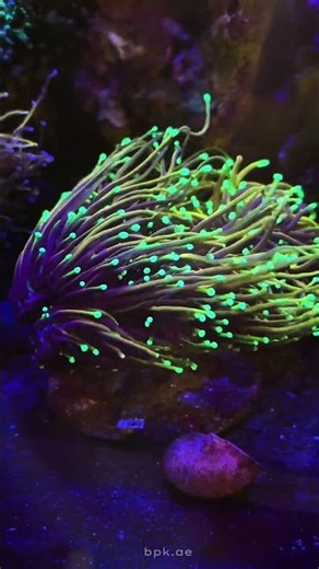 Indo Hell Fire Gold Torch Coral Colony – Premium Euphyllia LPS for Reef Tanks #torchcoral #coral