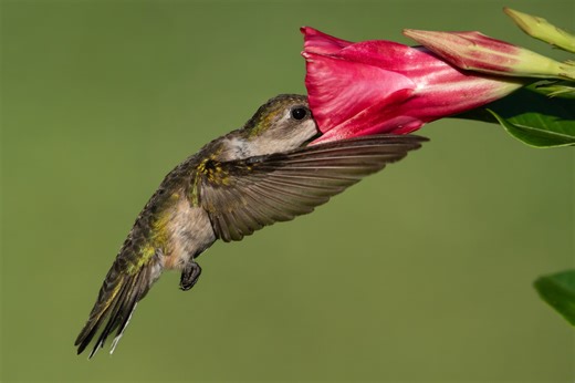 Spring 2026 Hummingbird Migration Guide: Sightings, Map & How to Help - Delaware Beaches Online | Events, News, Attractions, Restaurants & More!