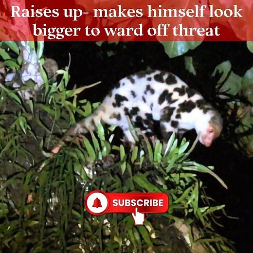How a Cuscus Defends Itself