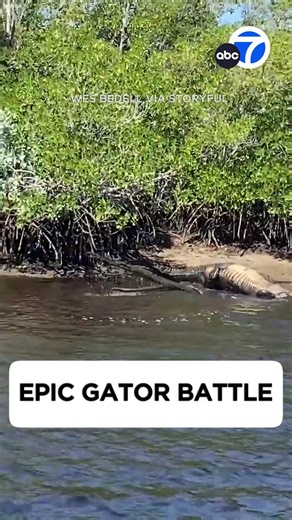 Gator fight caught on cam! A Florida fisherman recorded the moment two massive alligators ruffled a few scales, rolling around on the shore before taking the fight to the water. He says they were probably being aggressive since it's mating season. | ABC7